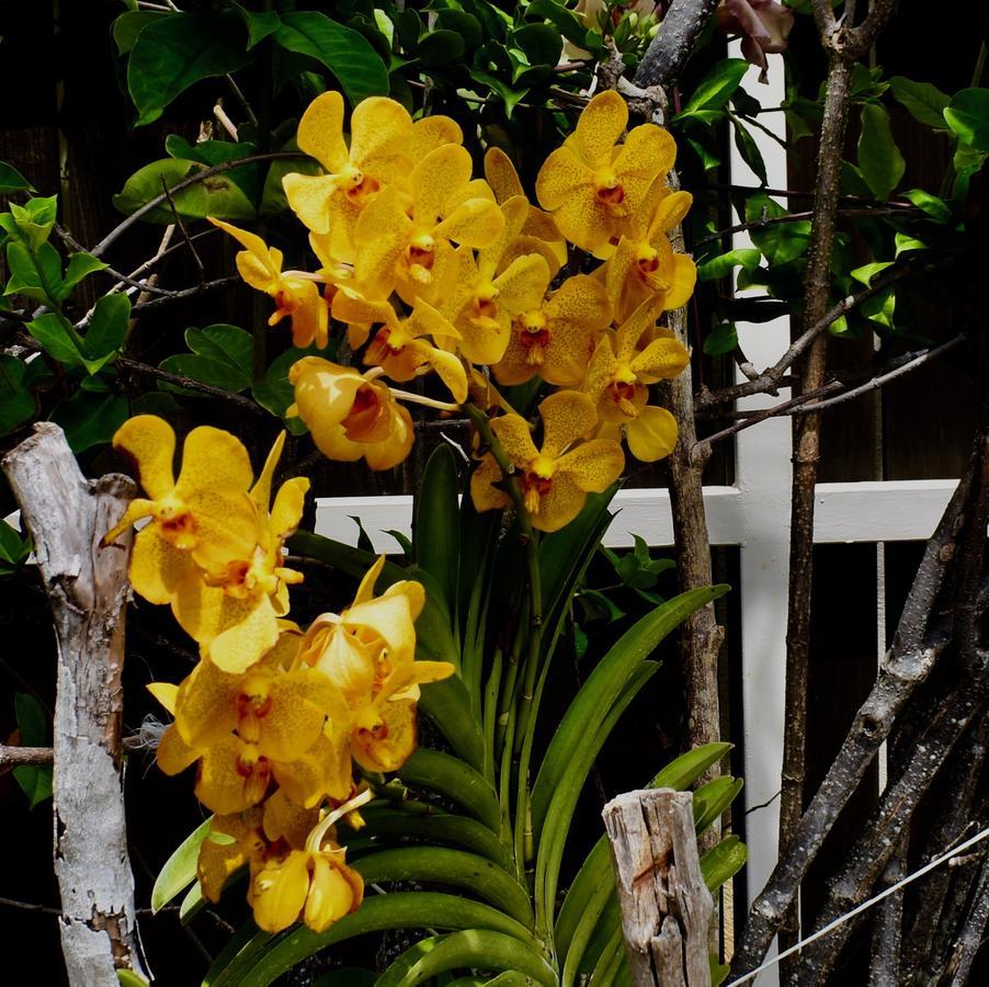 Luxury Villa Sleeps 6, Beach Access, Montego Bay Exterior foto